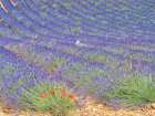France, Provence. Lavender fields and poppies. Art Print
